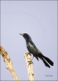 Florida;Southeast-USA;Boat-tailed-Grackle;Grackle;Quiscalus-major;one-animal;clo